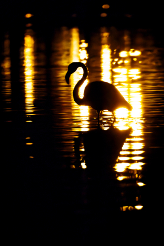 GDR52681-Avec-accentuation-Bruit